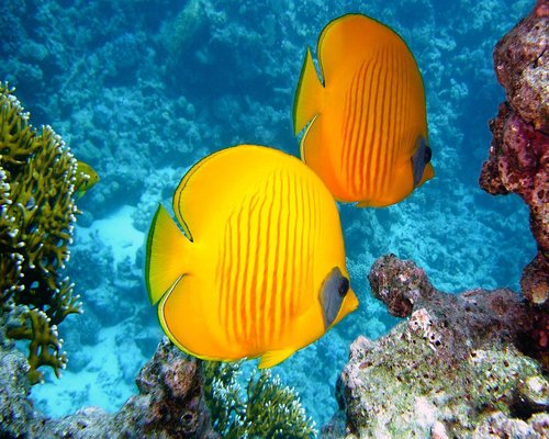 Colourful reef story routes in the fictional Coral Route Stories mobile game